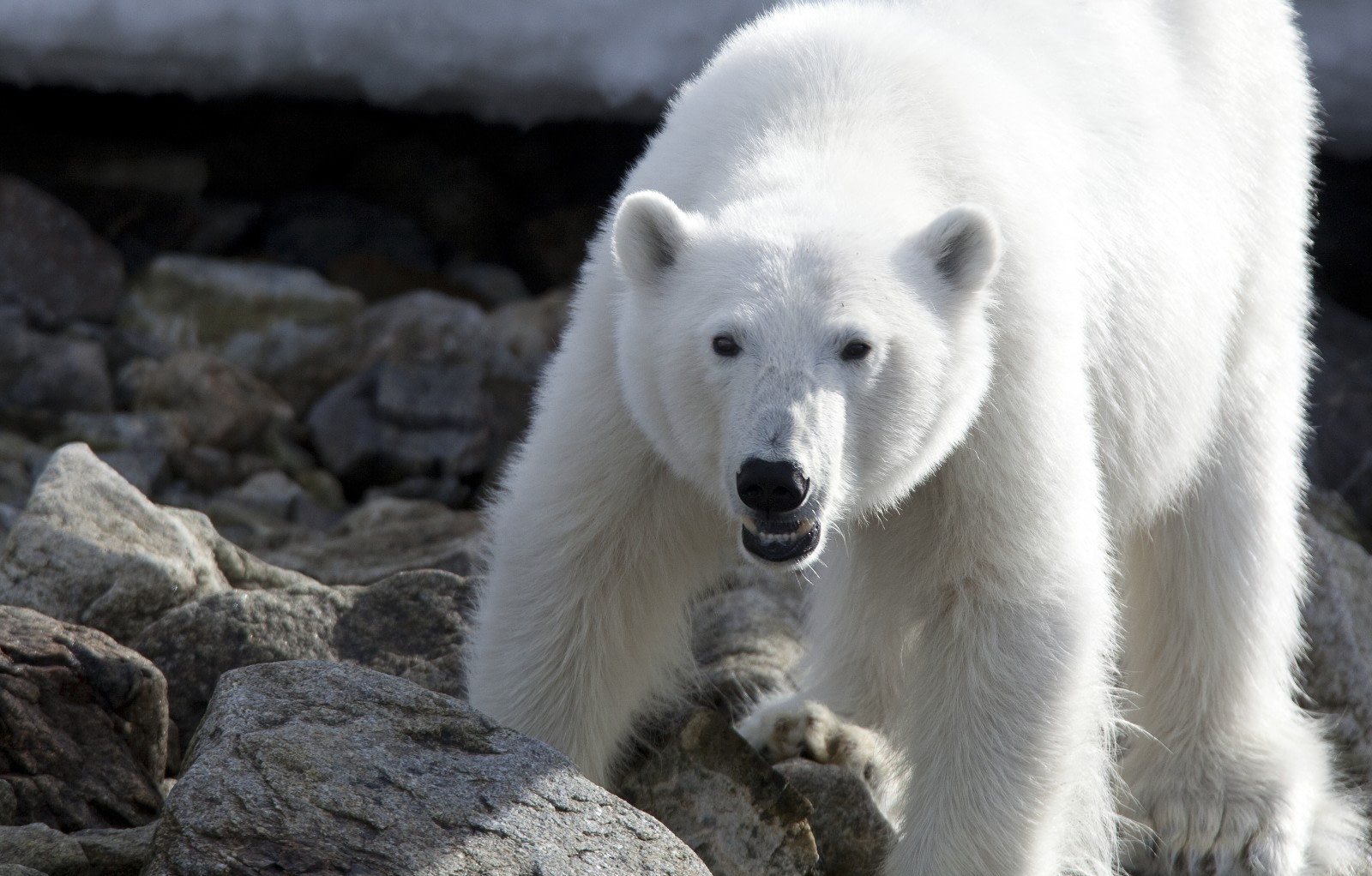 White Polar Bear Kills