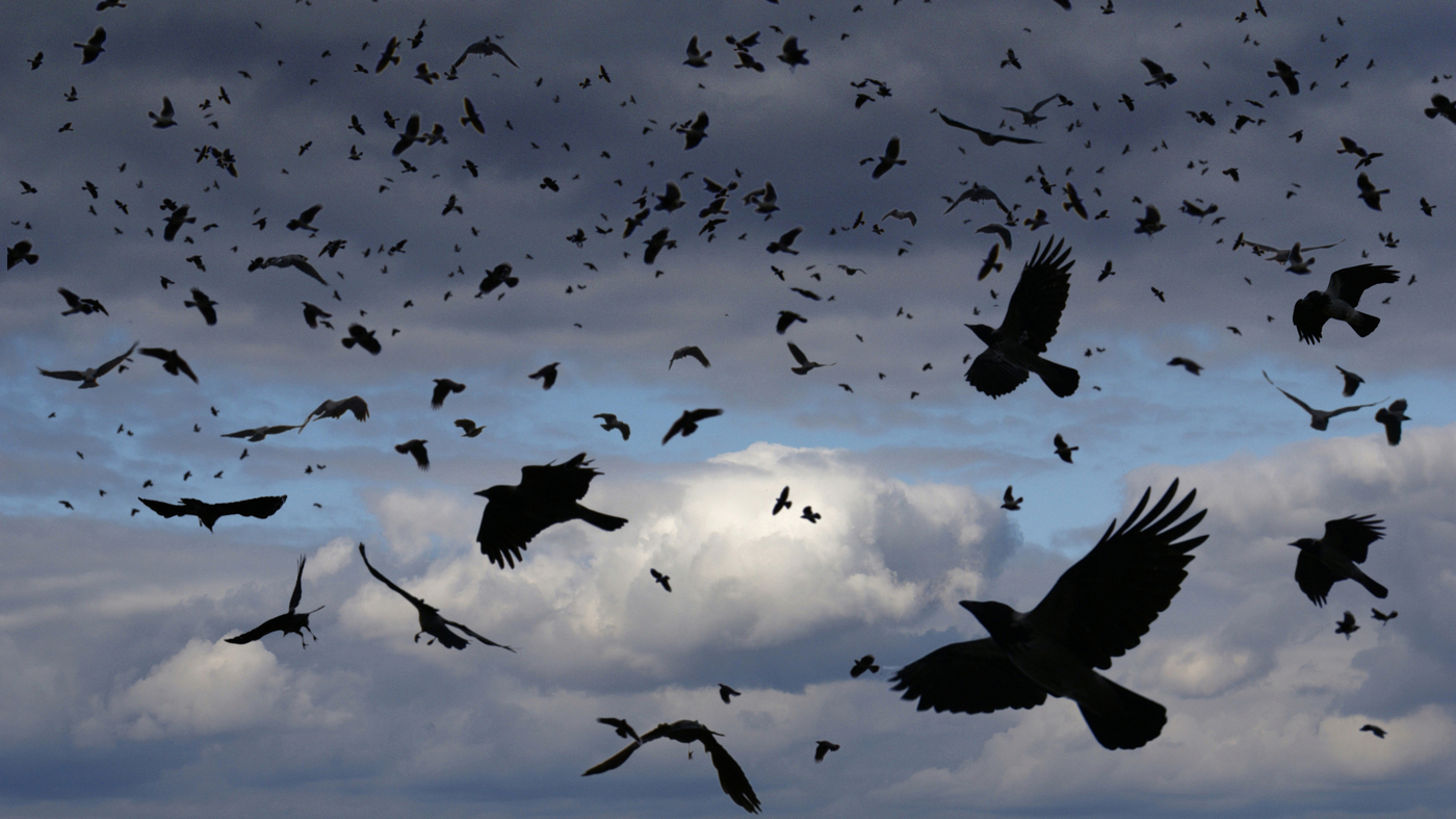 ravens